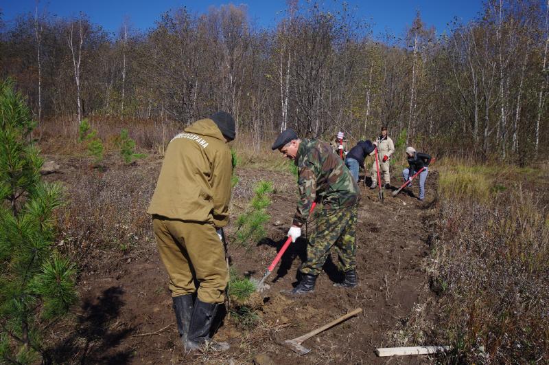 Новый закон в РФ по восстановлению лесов. 